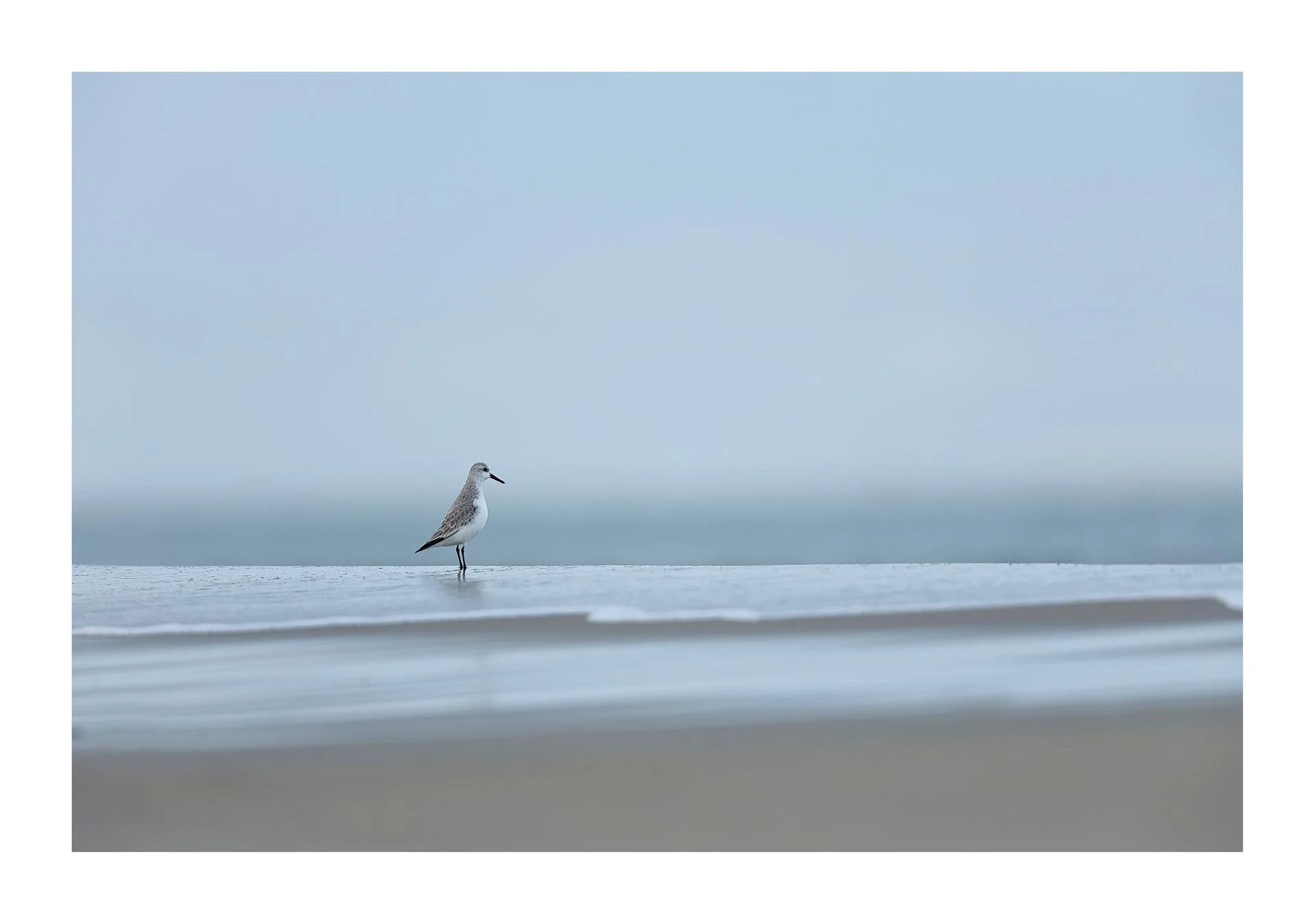 Bécasseau sanderling Calidris alba - Sanderling