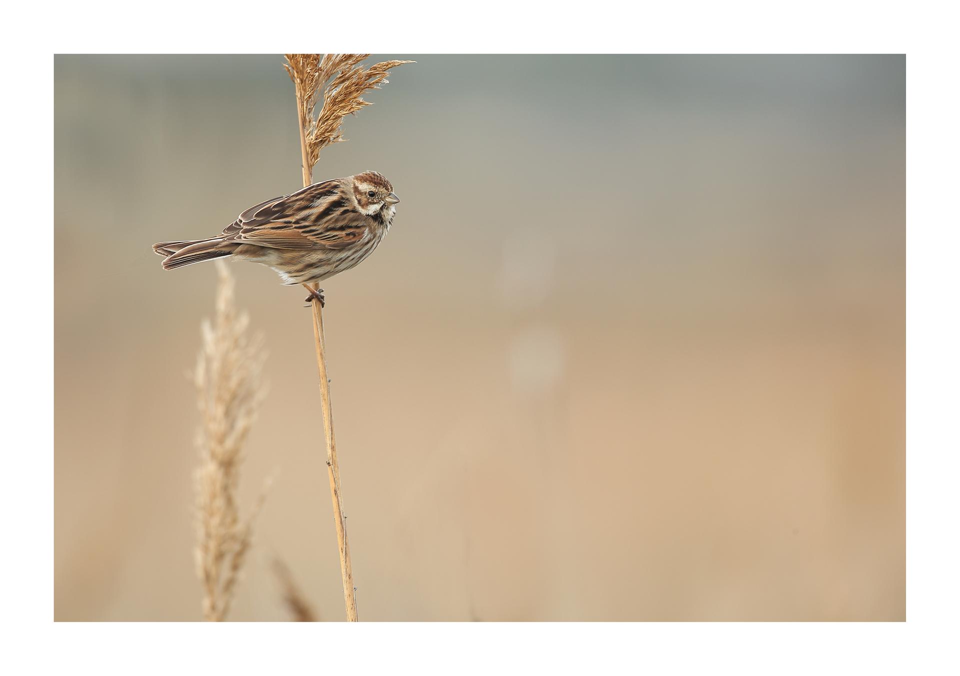 Bruant des roseaux Emberiza schoeniclus - Common Reed Bunting