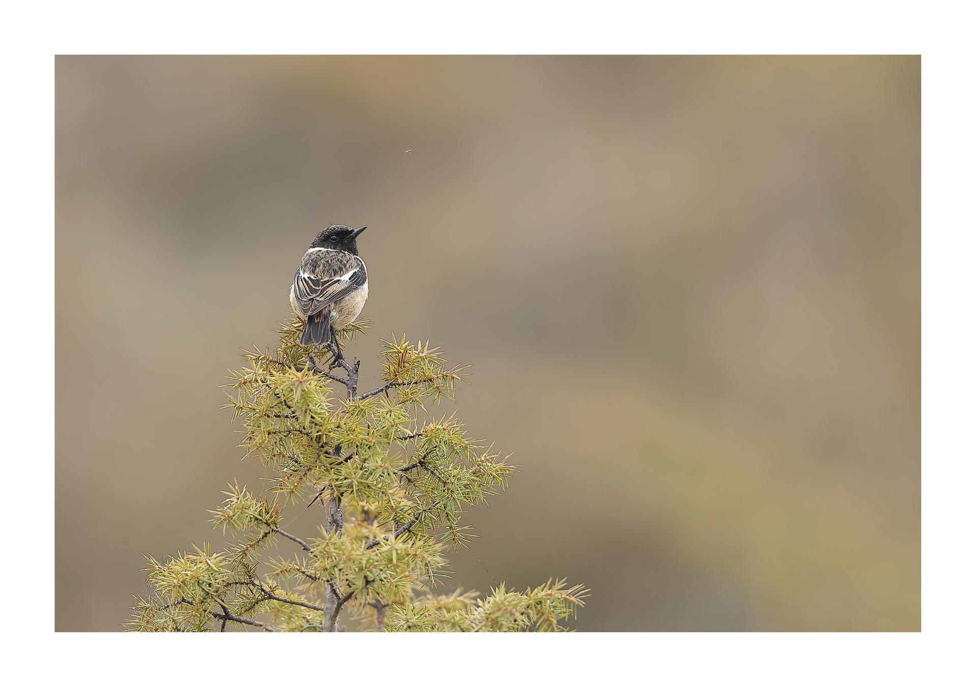 Tarier pâtre Saxicola rubicola - European Stonechat