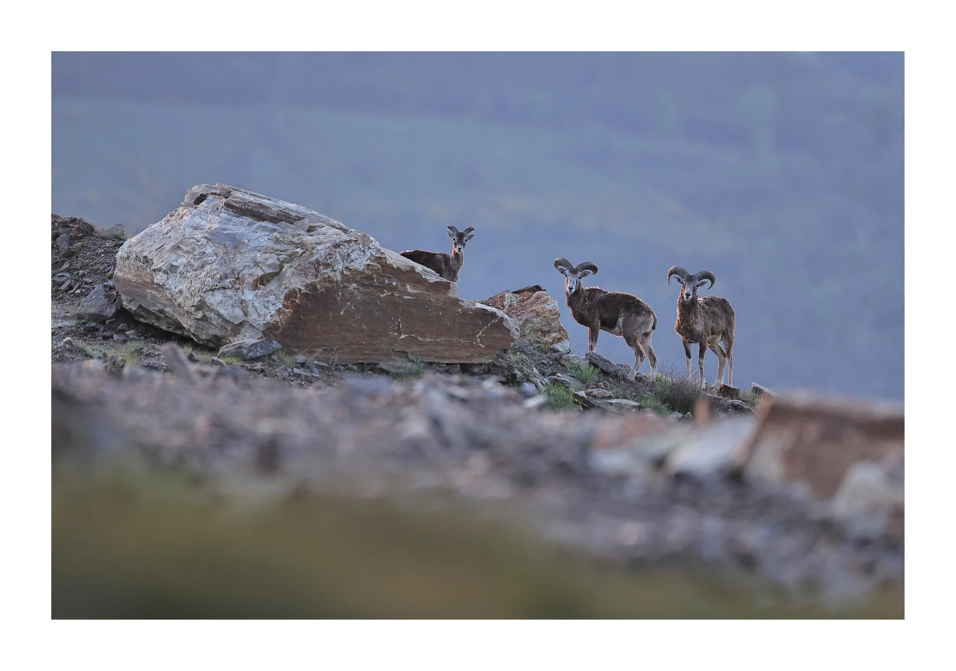 Mouflons du Caroux