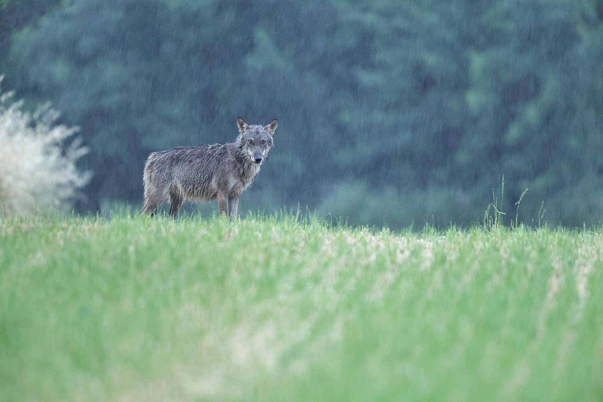 Loup européen du Pic saint Loup