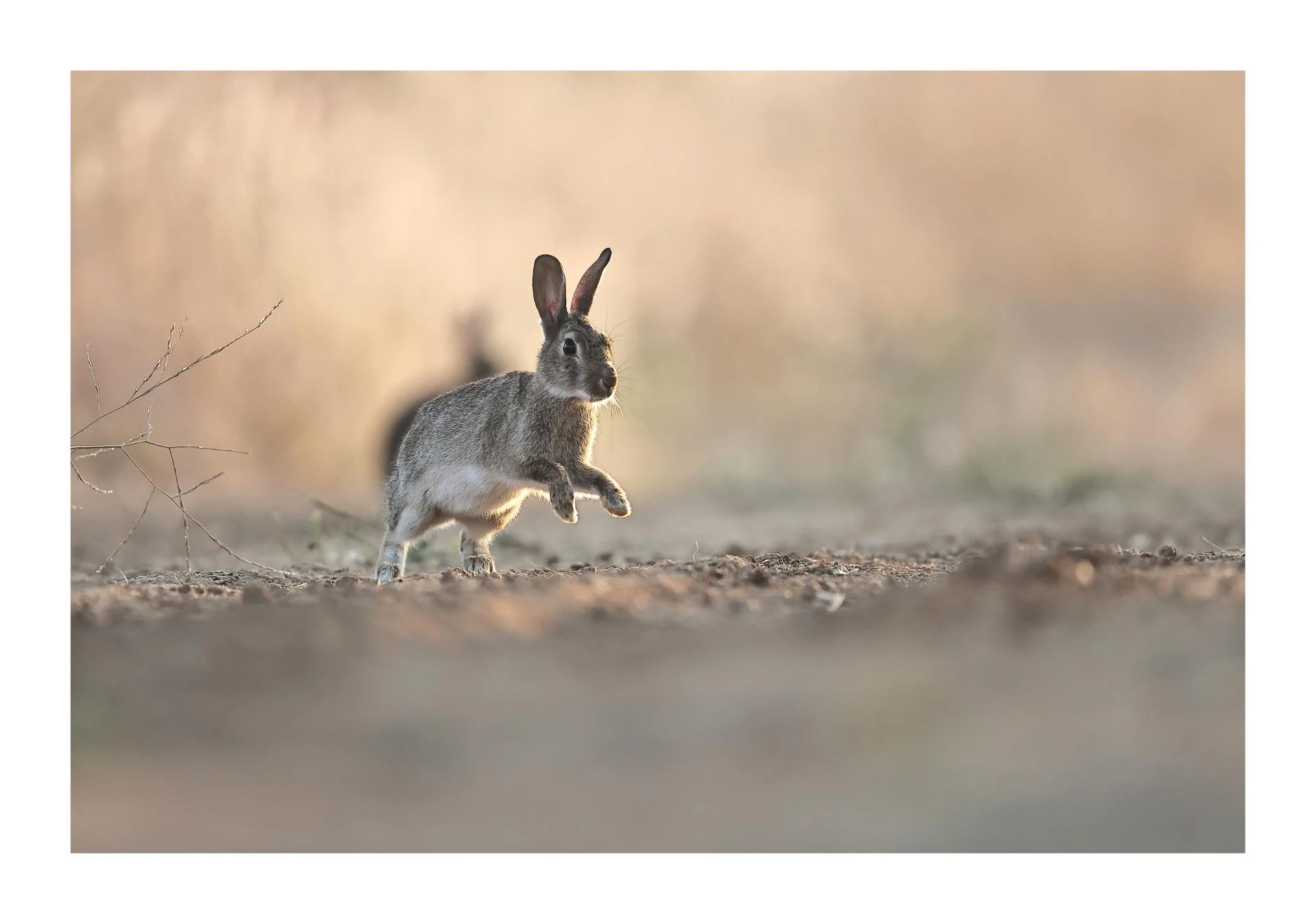 Lapin de garenne