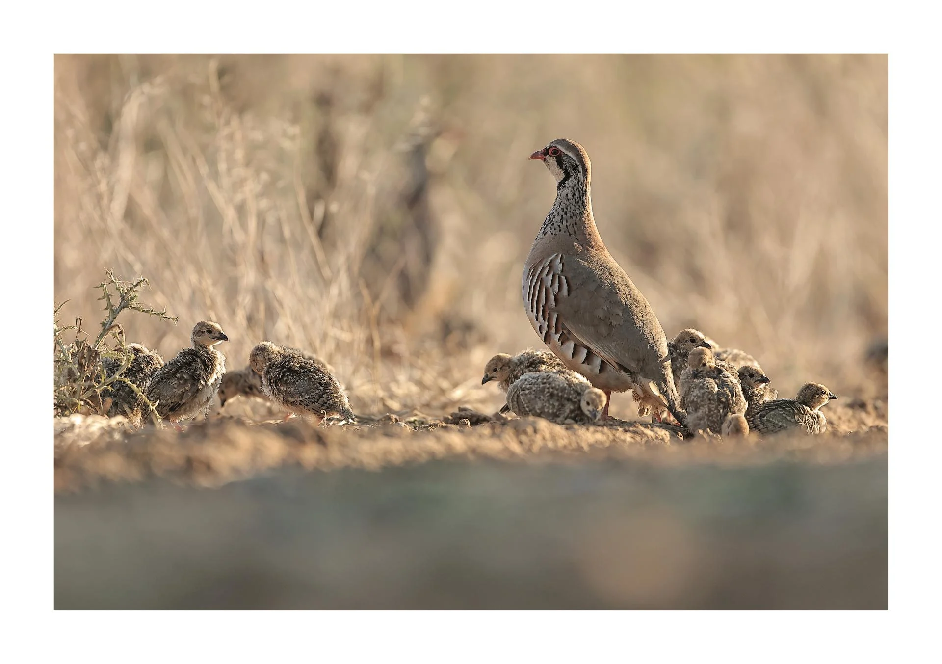 Perdrix rouge Alectoris rufa - Red-legged Partridge