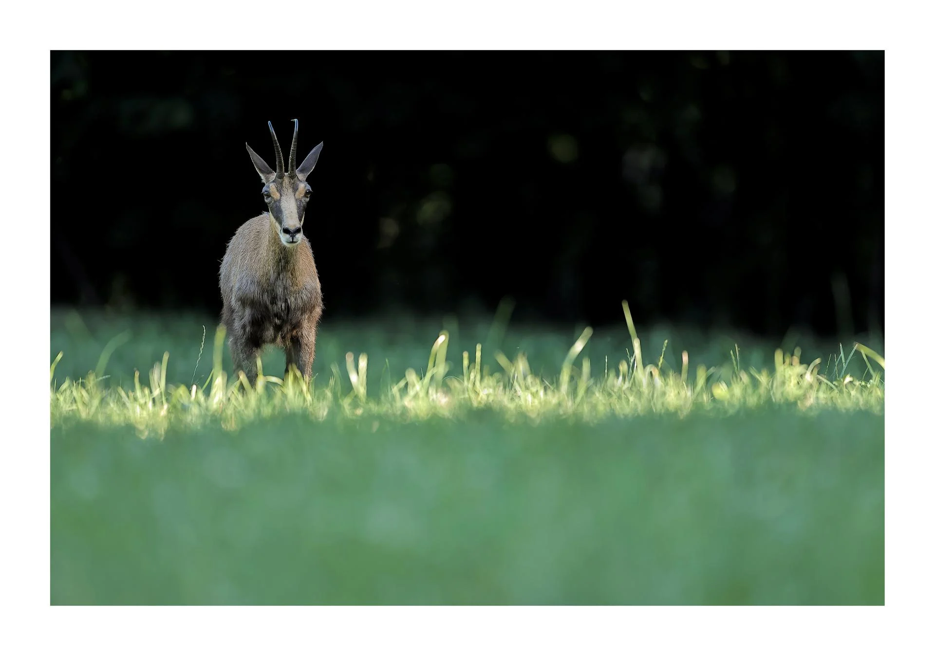 Chamois du Jura