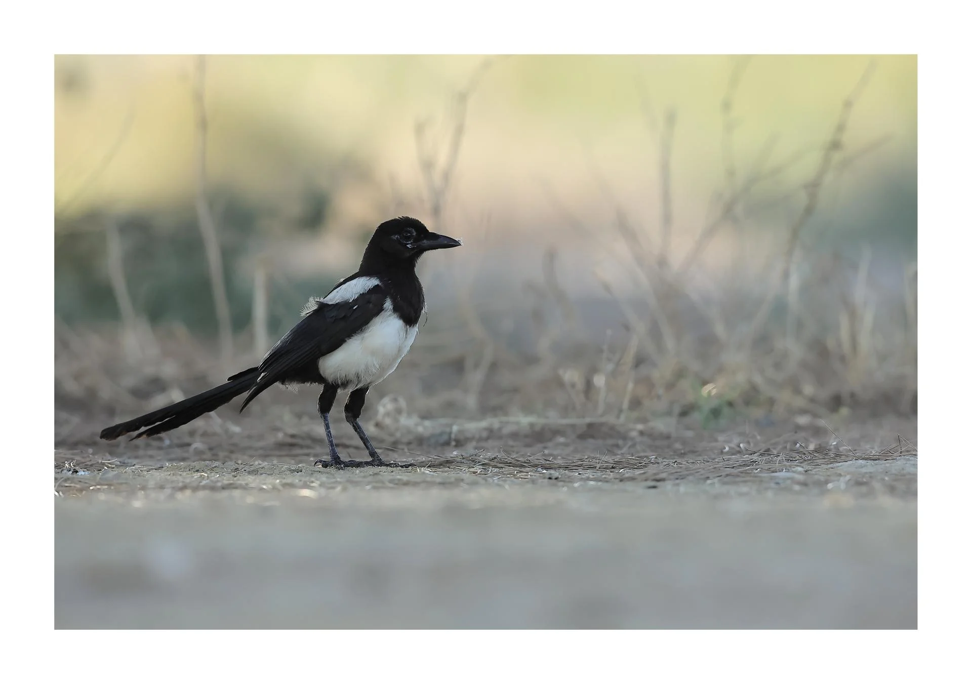 Pie bavarde Pica pica - Eurasian Magpie