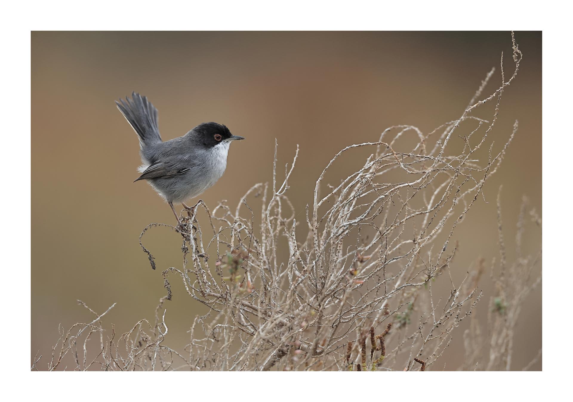 Fauvette mélanocéphale Curruca melanocephala - Sardinian Warbler