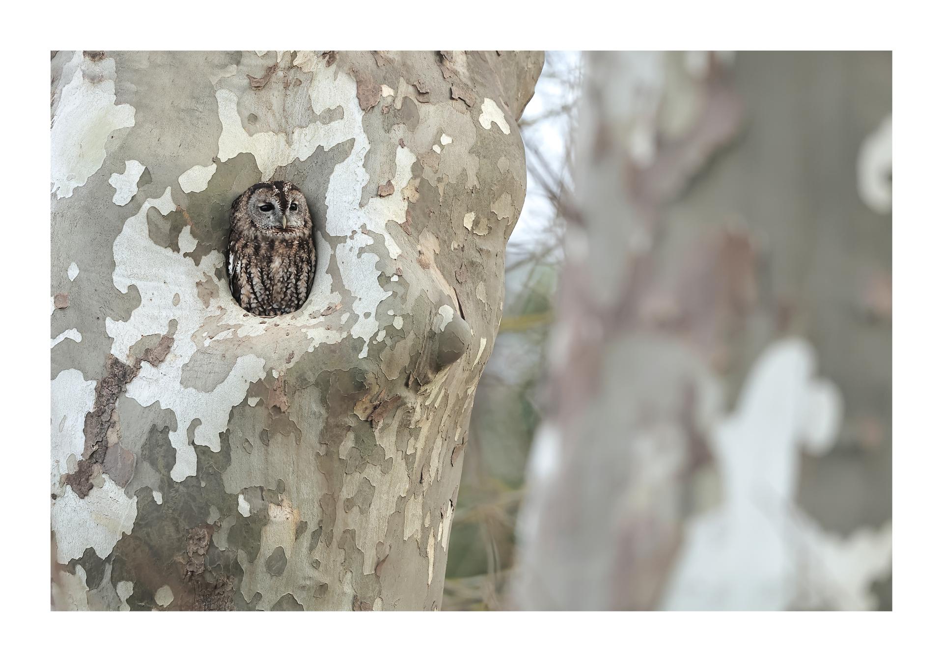 Chouette hulotte Strix aluco - Tawny Owl