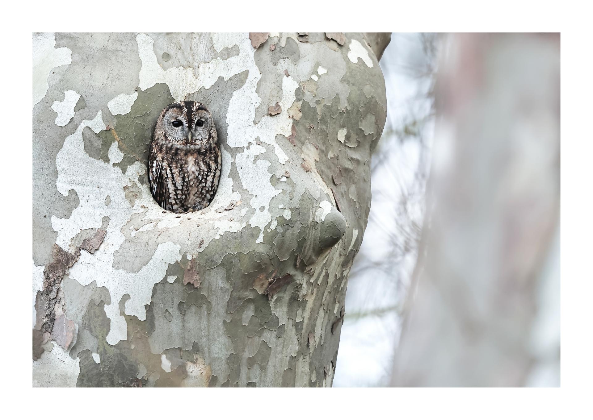 Chouette hulotte Strix aluco - Tawny Owl