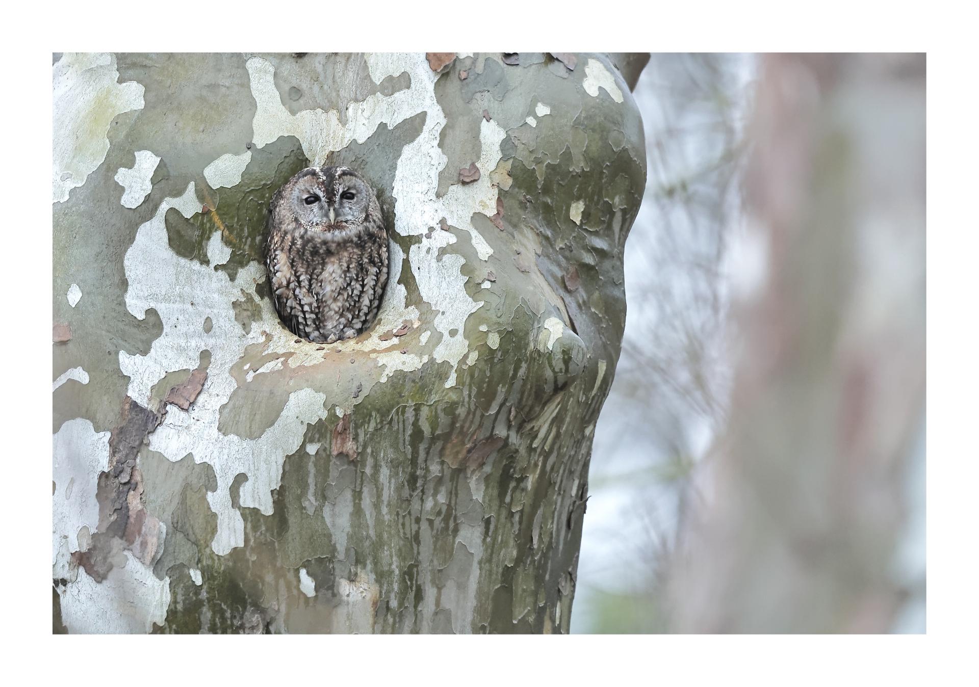 Chouette hulotte Strix aluco - Tawny Owl