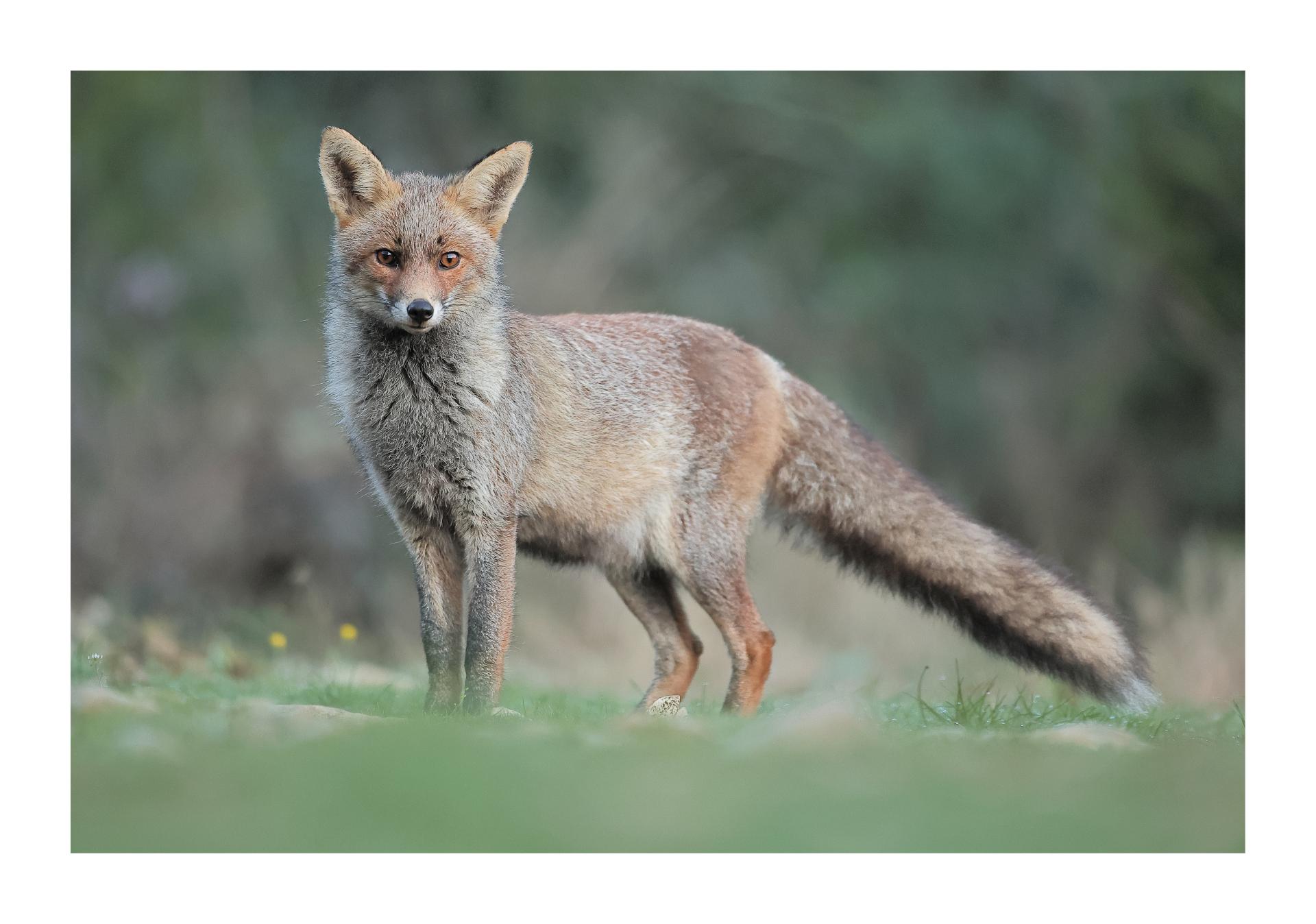 Renard roux mélanique