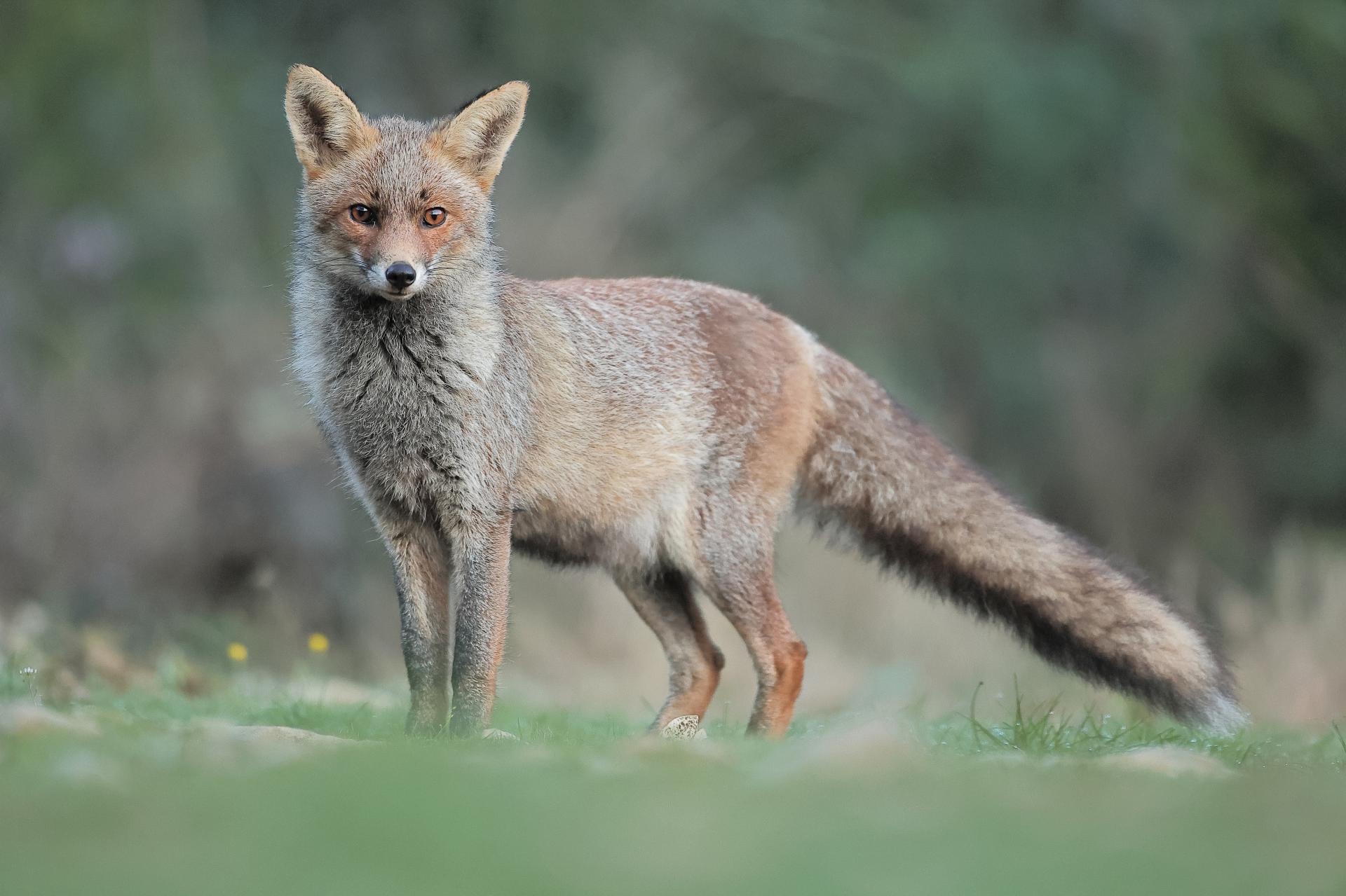 Renard roux