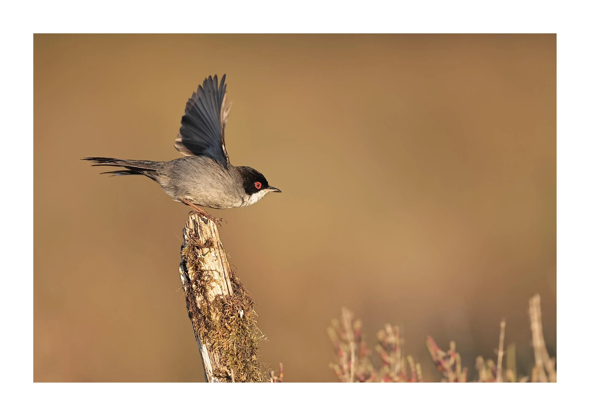 Fauvette mélanocéphale Curruca melanocephala - Sardinian Warbler