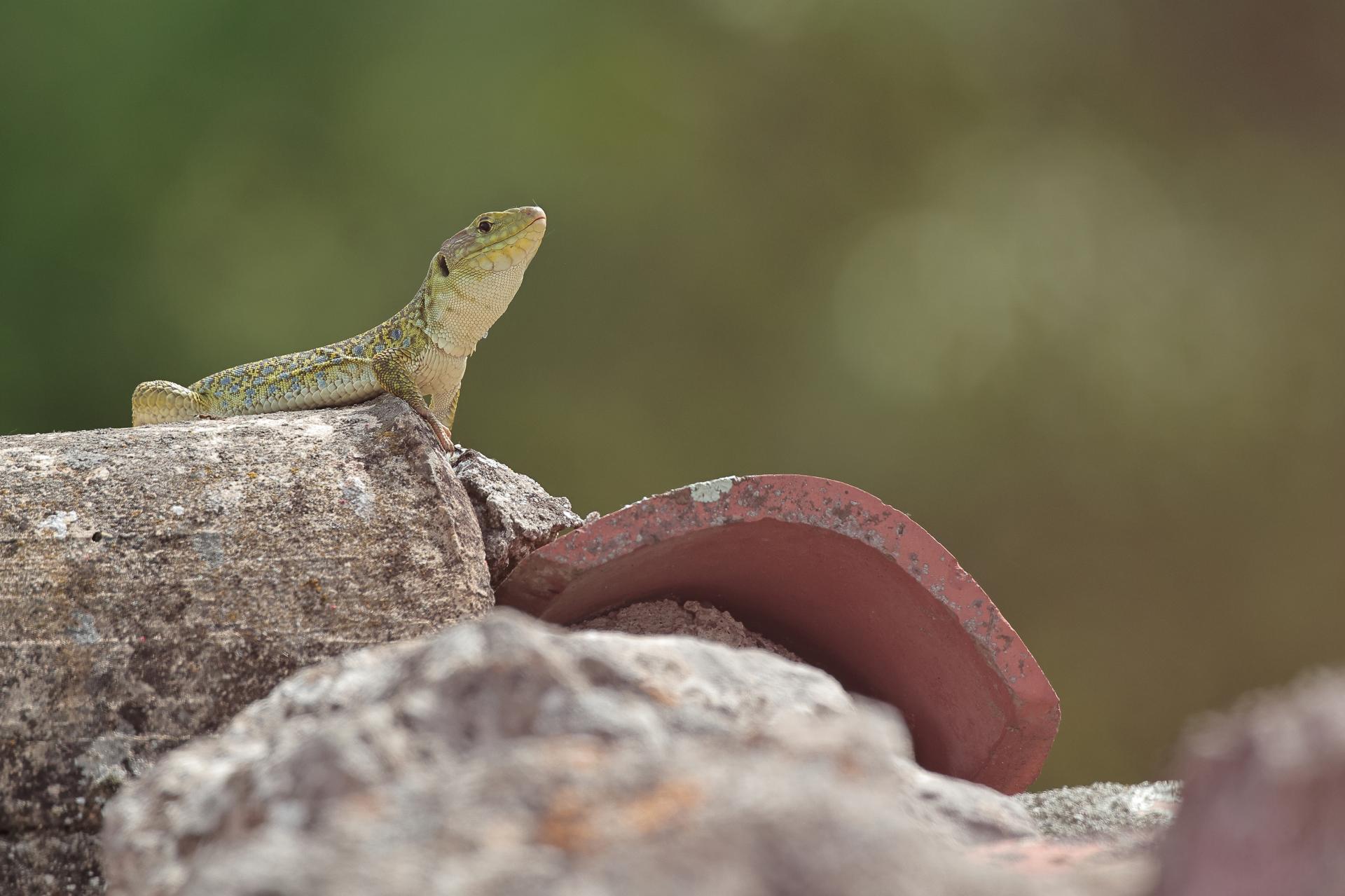 Lézard ocellé (Timon lepidus)