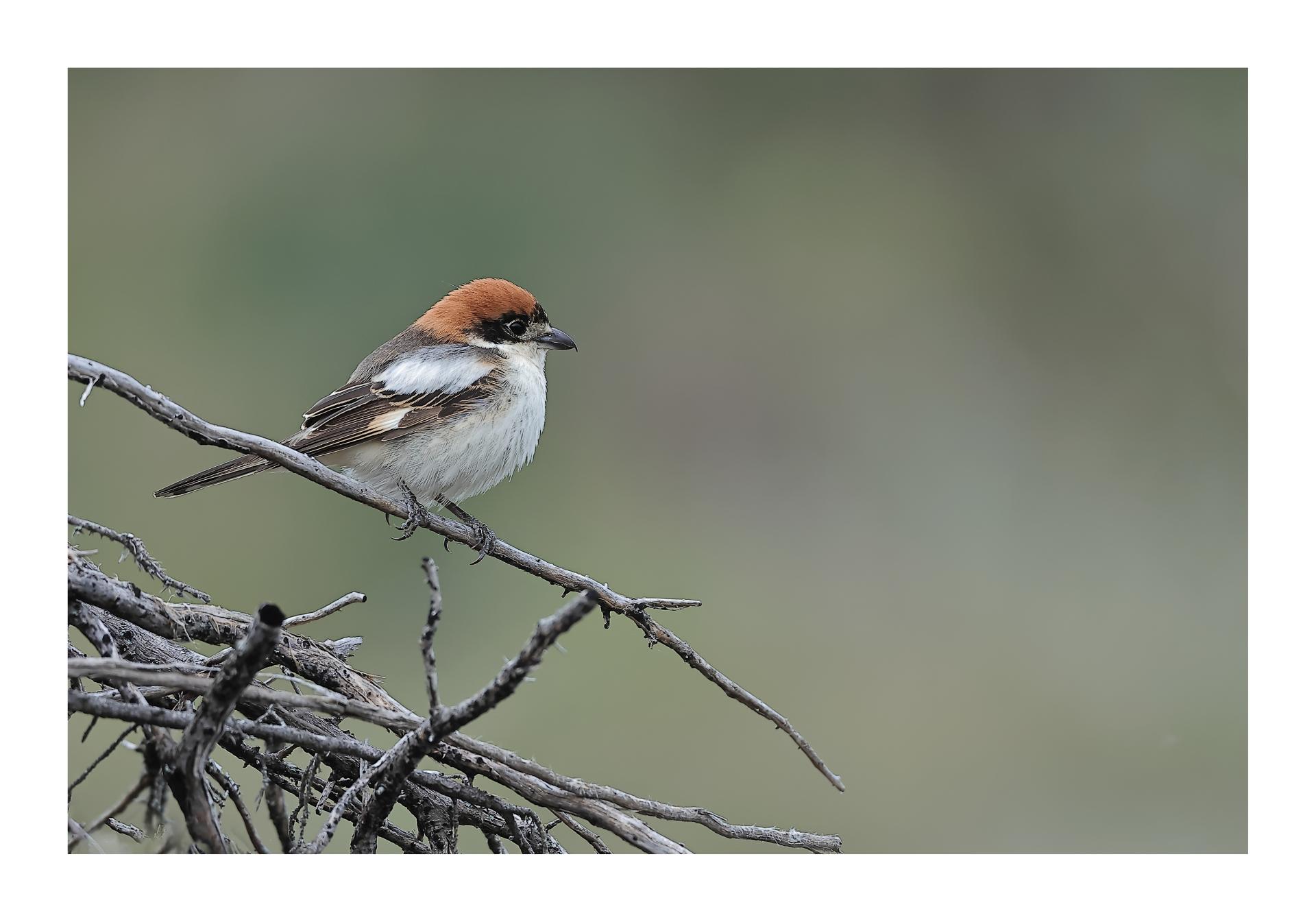 Pie-grièche à tête rousse Lanius senator Woodchat Shrike