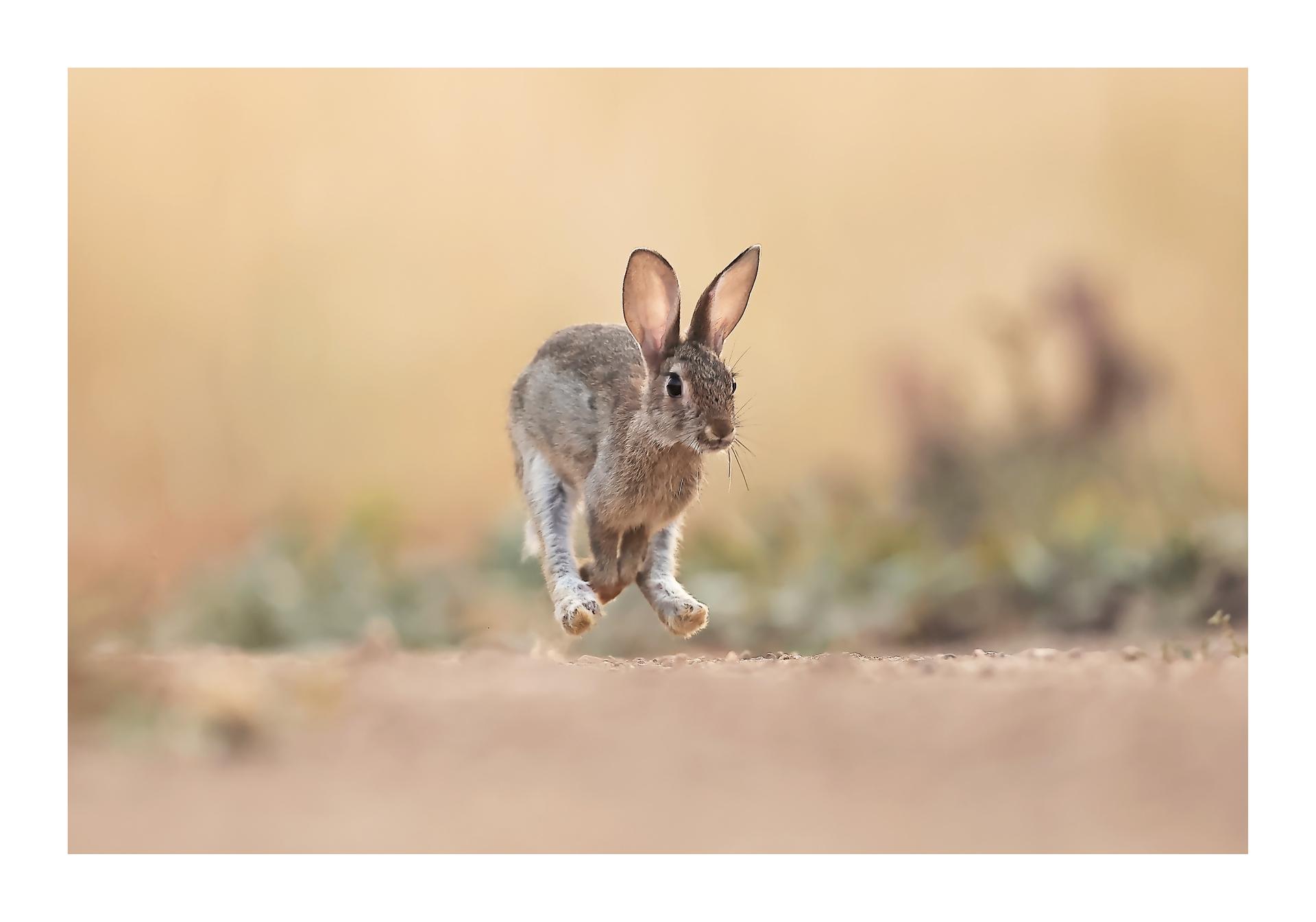 Lapin de garenne
