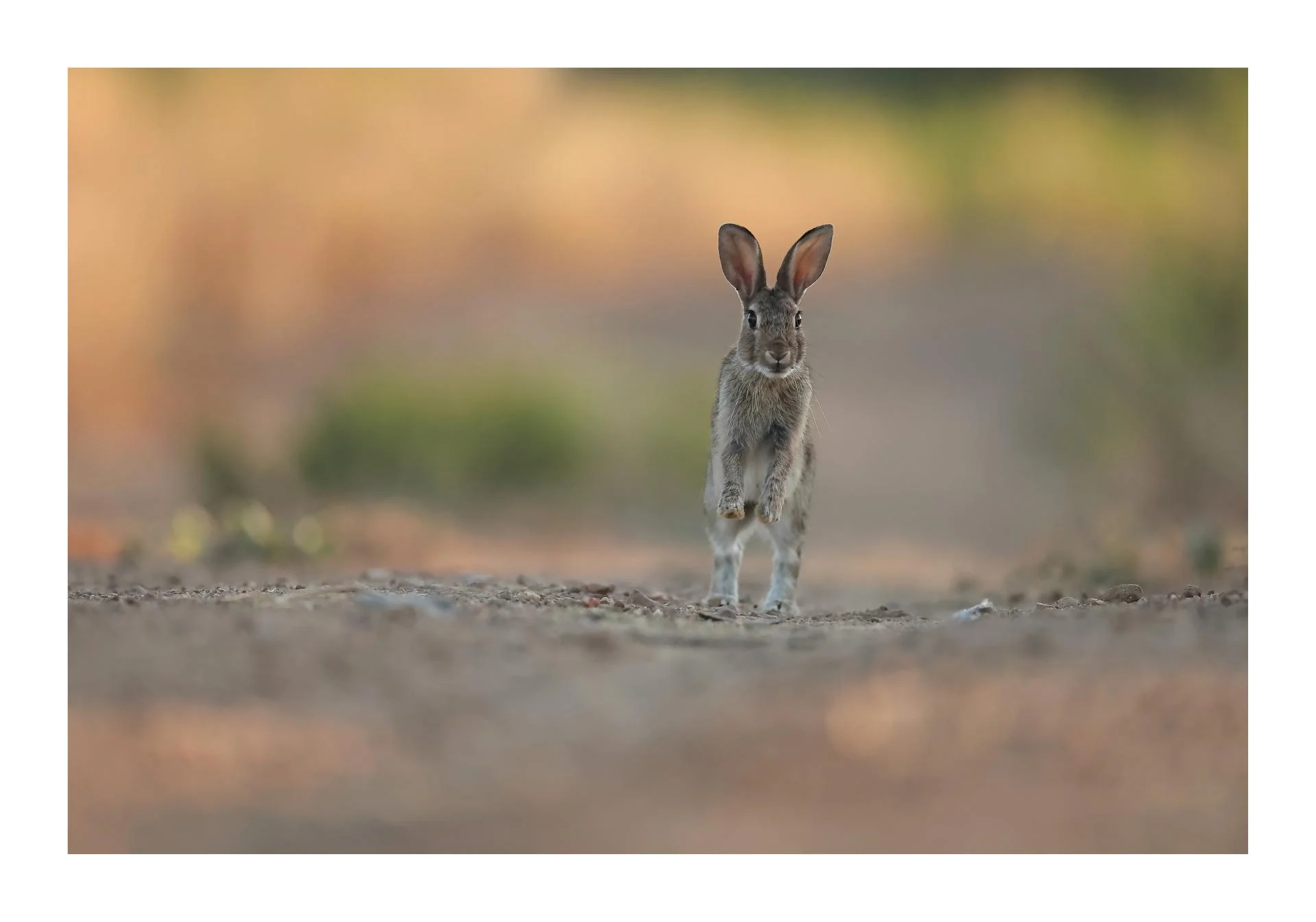 Lagomorphe