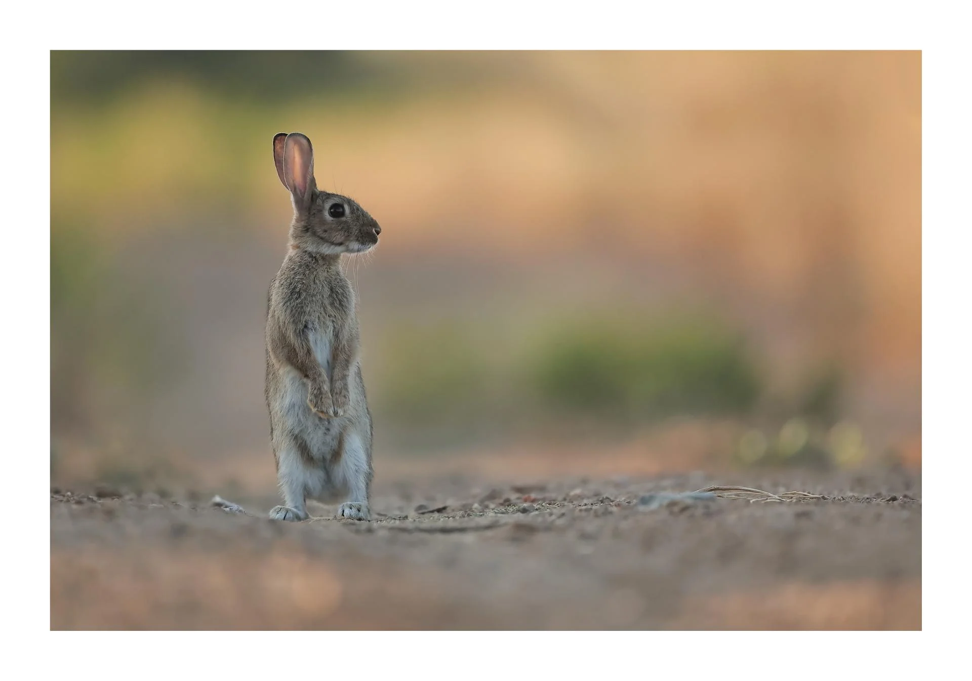 Lapin de garenne