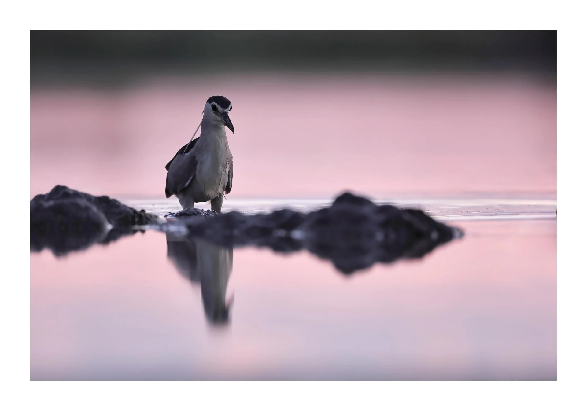 Bihoreau gris Nycticorax nycticorax Black-crowned Night Heron