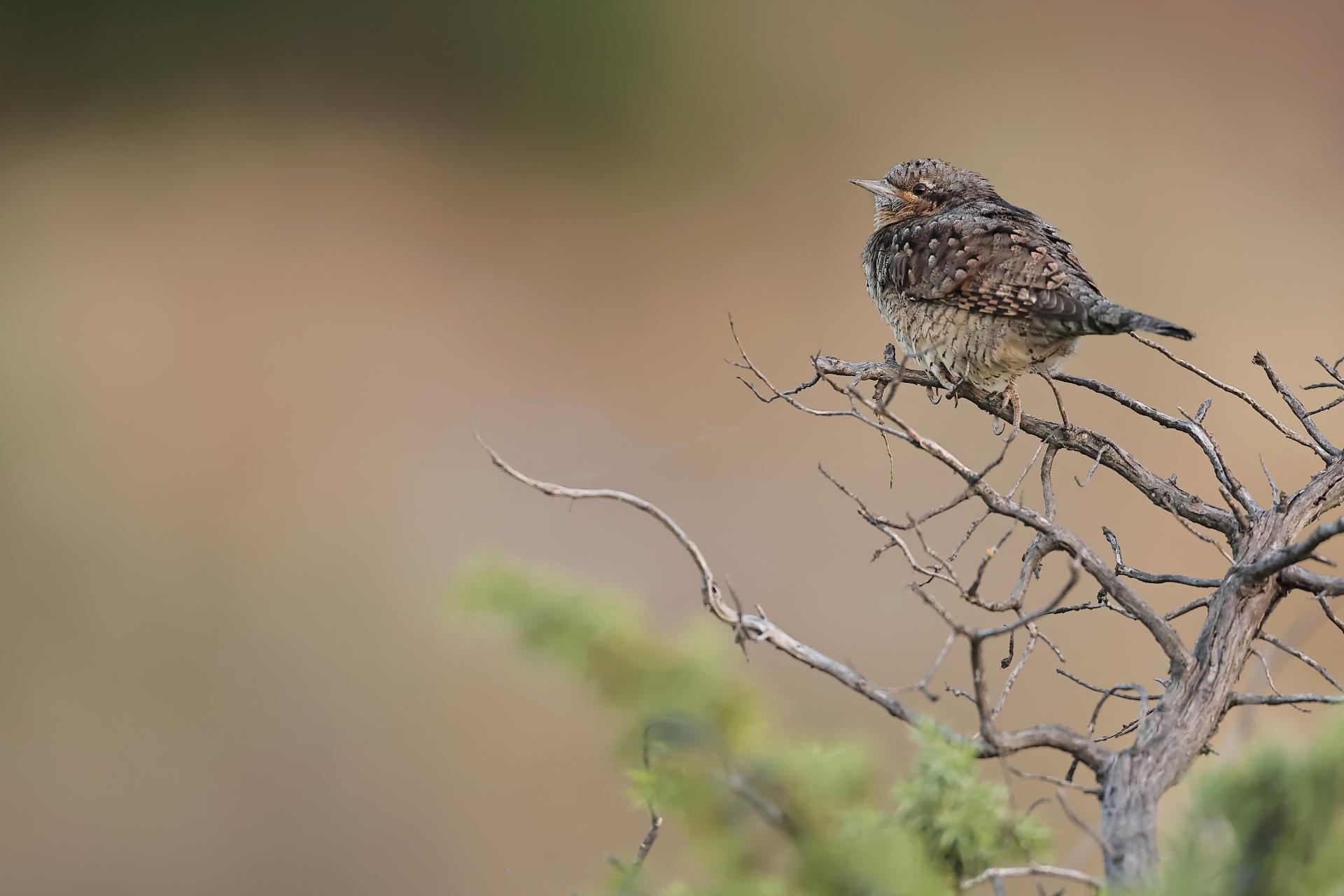 Torcol fourmilier Jynx torquilla Eurasian Wryneck