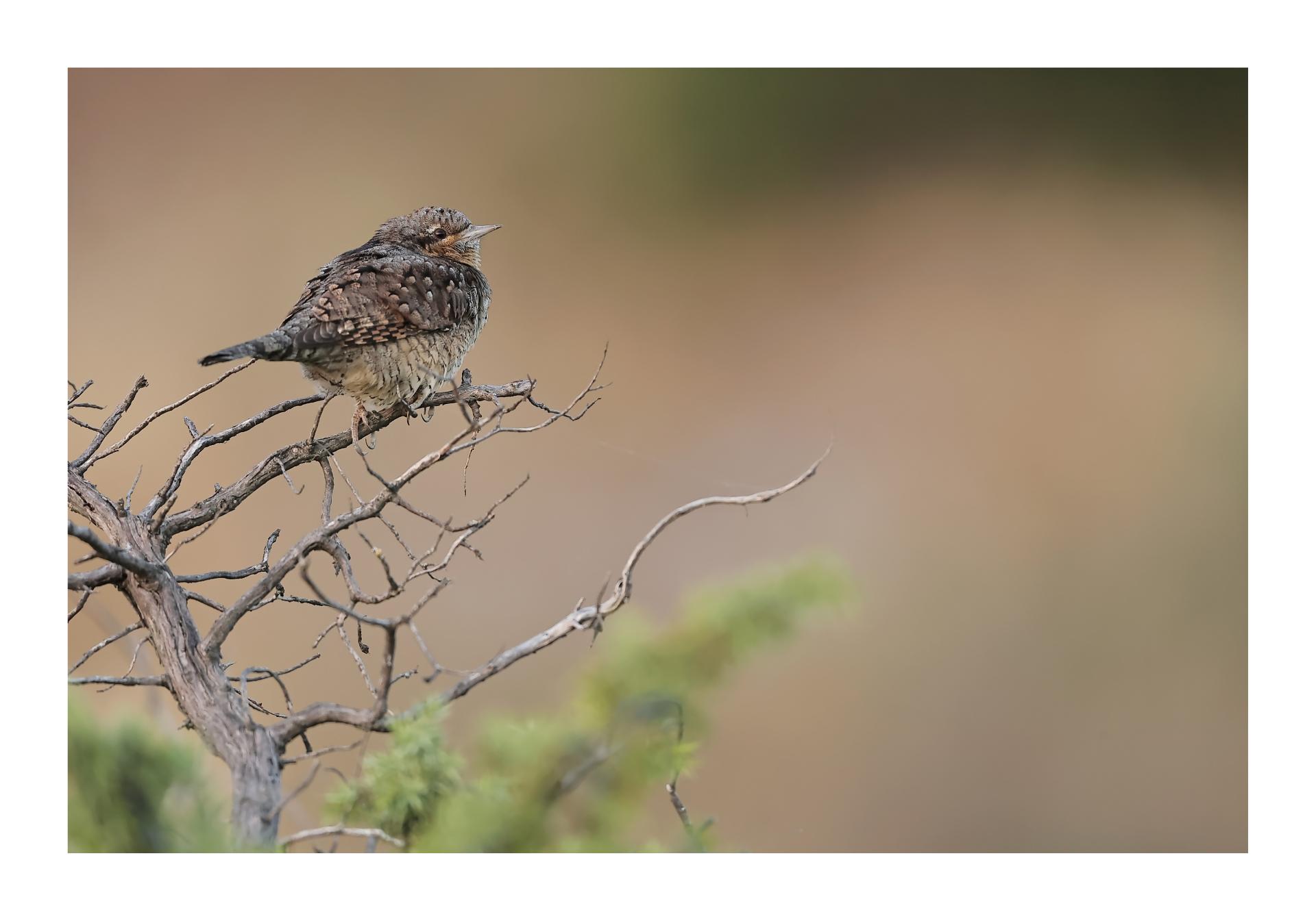 Torcol fourmilier Jynx torquilla Eurasian Wryneck
