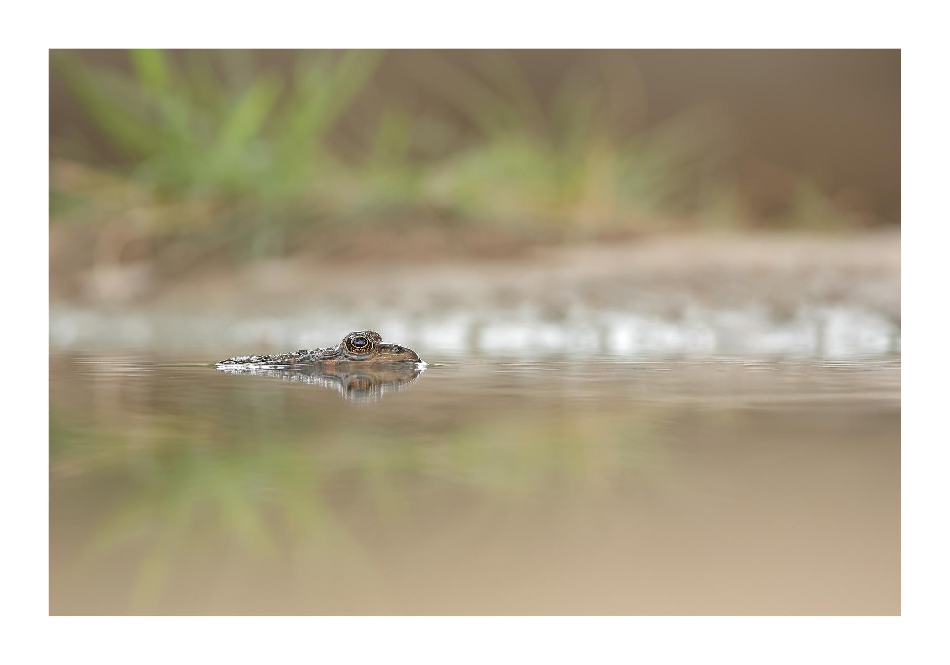Grenouille verte
