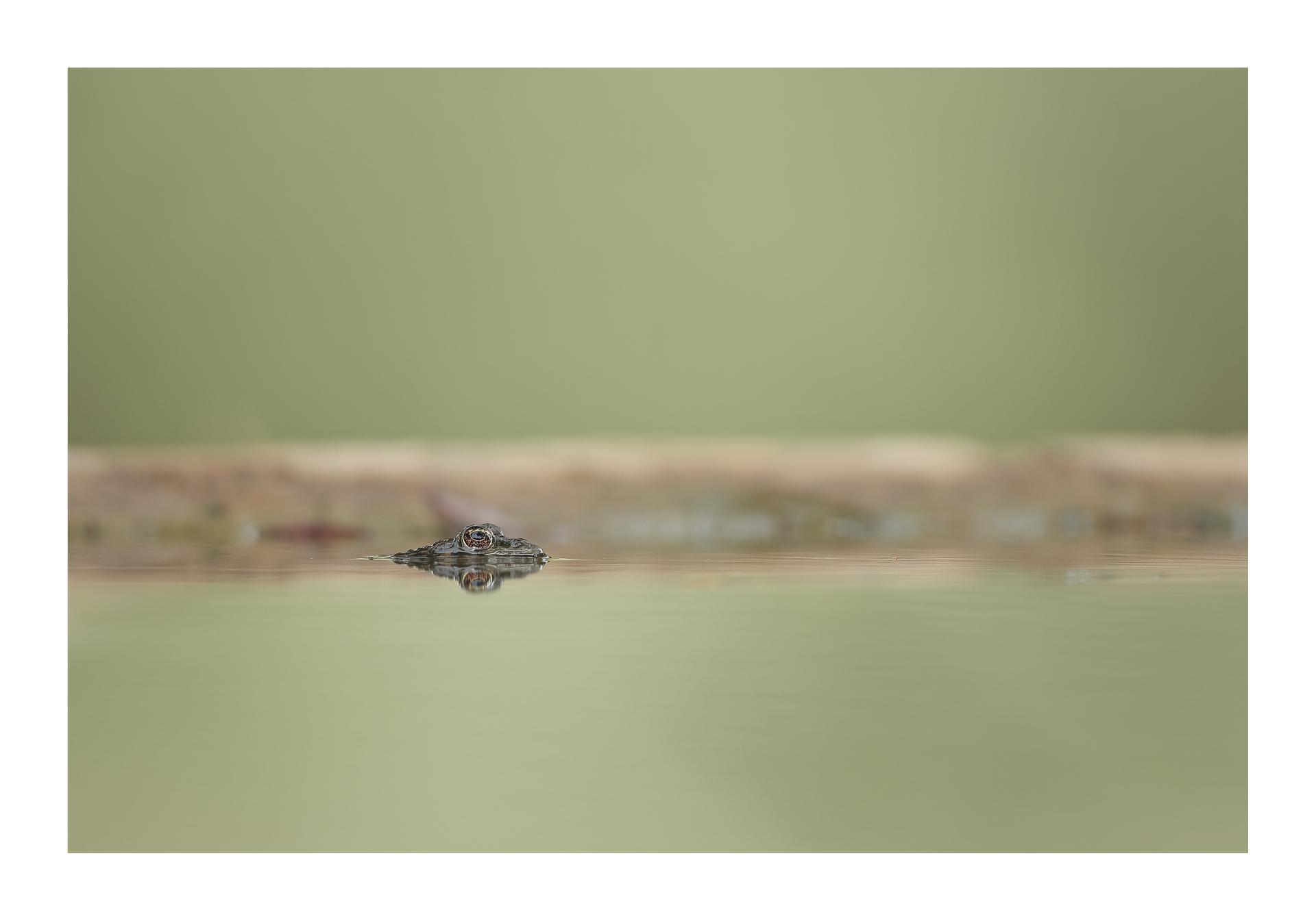 Grenouille verte
