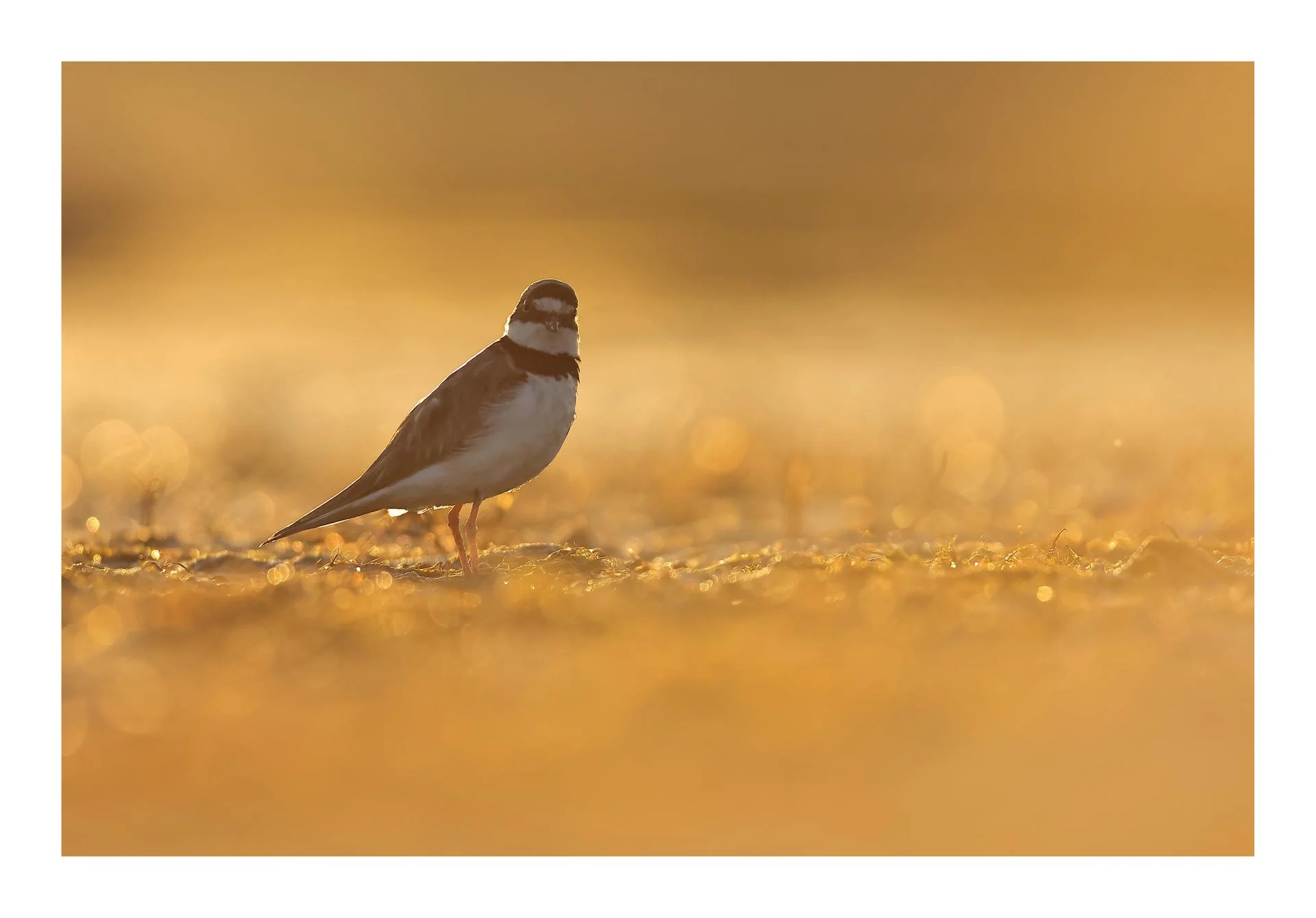 Petit Gravelot Pluvier petit-gravelot Charadrius dubius - Little Ringed Plover