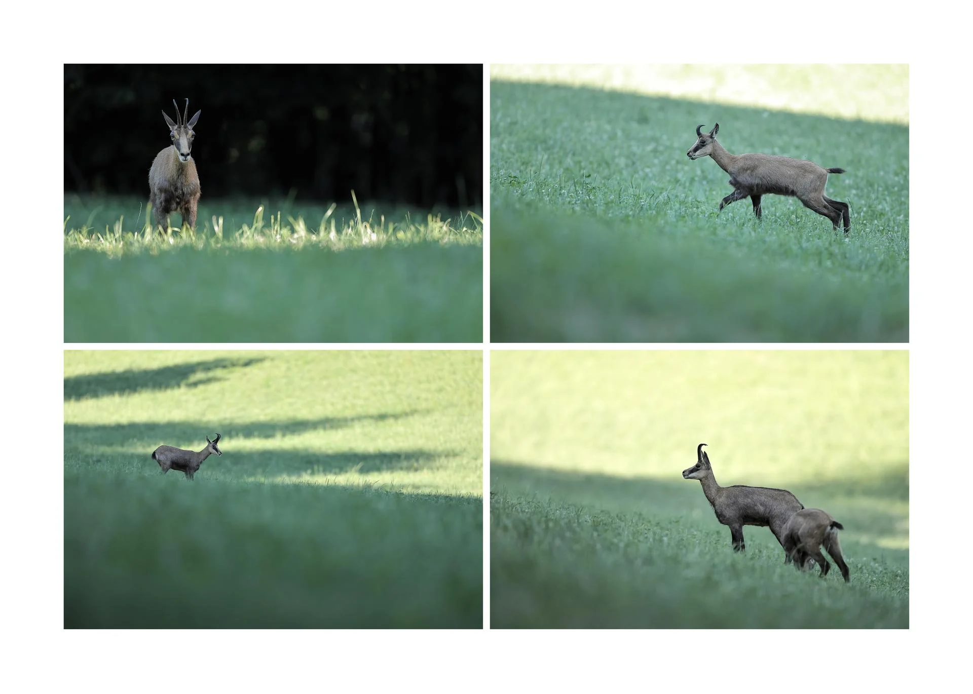 Chamois du jura
