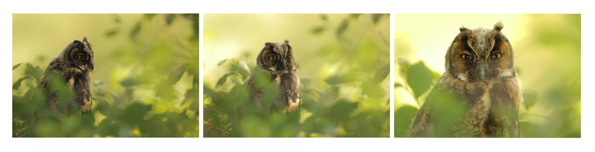 Hibou moyen-duc Asio otus - Long-eared Owl