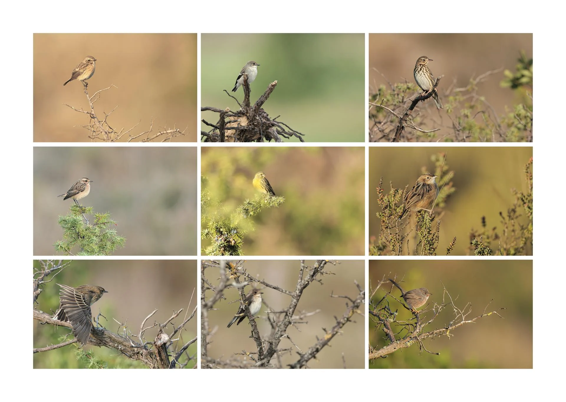 Passereaux octobre 2025 2