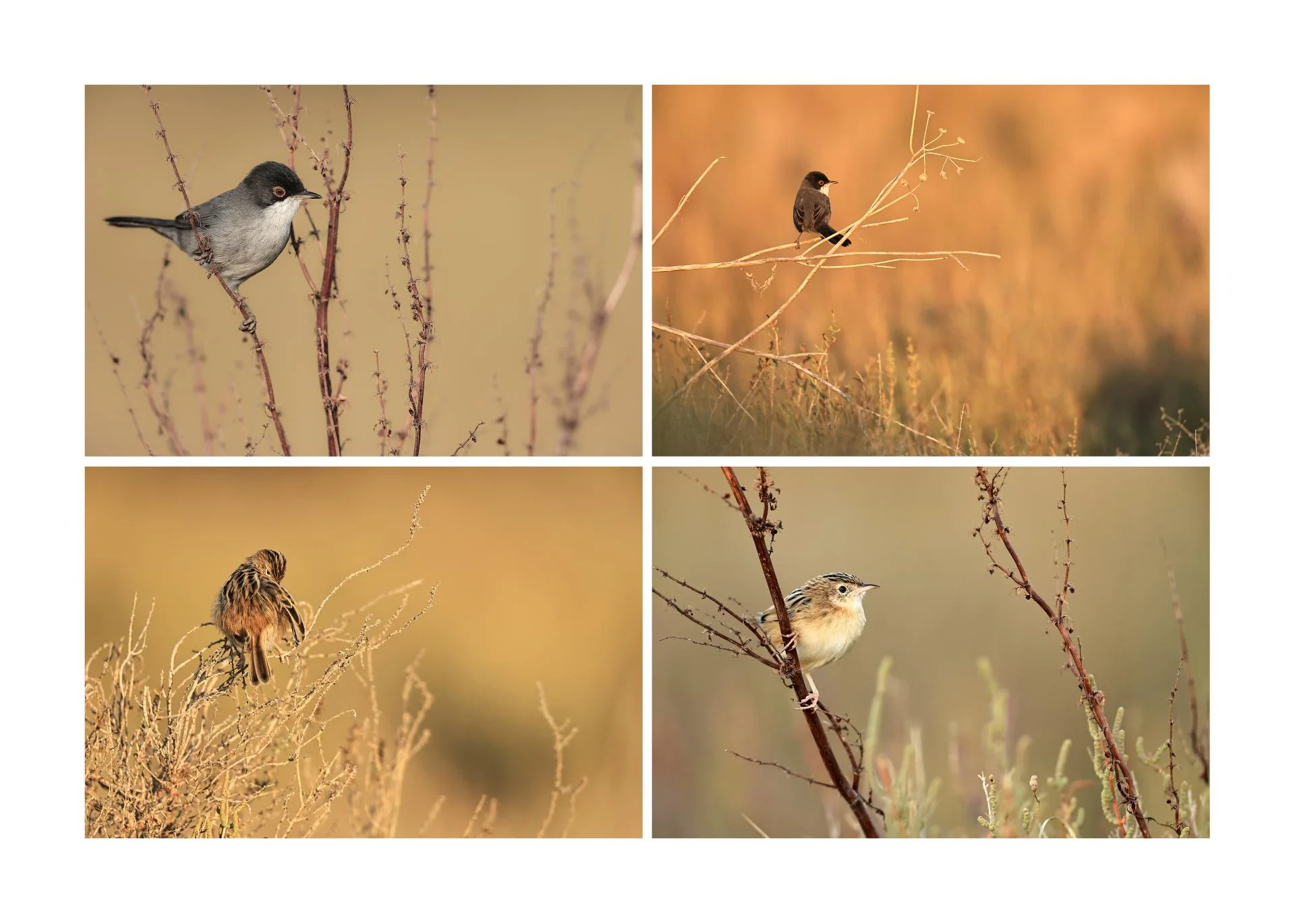 Dans les sansouïres en octobre